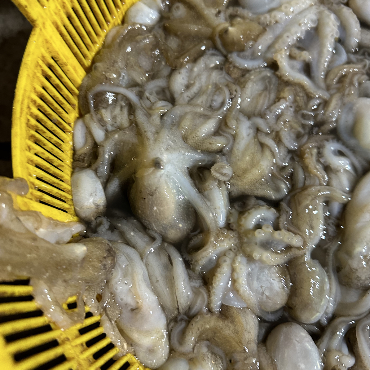 乌石天然活口短脚大八爪鱼3斤（4至7条一斤）