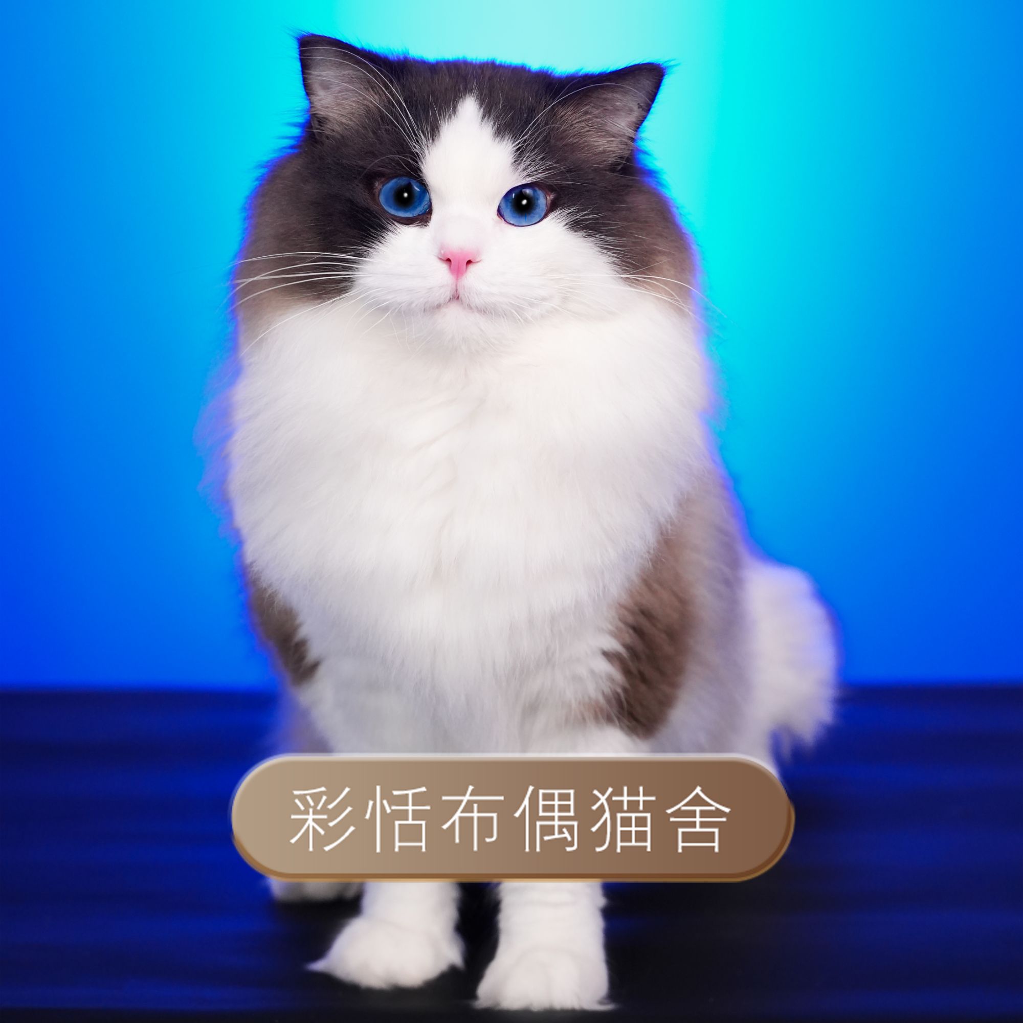 老三-海双布偶猫弟弟彩恬布偶偶猫舍蓝眼睛大眼宠物陪伴