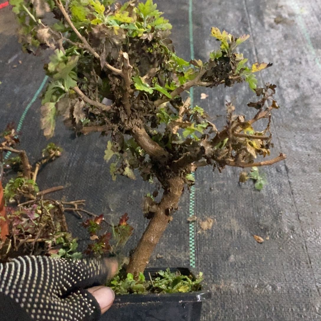 寓***尹无花朵盆景不售后25