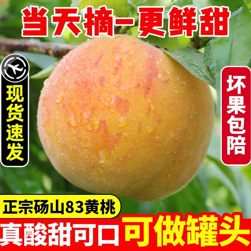 【十元五斤】正宗砀山黄桃现摘黄桃甜嫩多汁新鲜水果