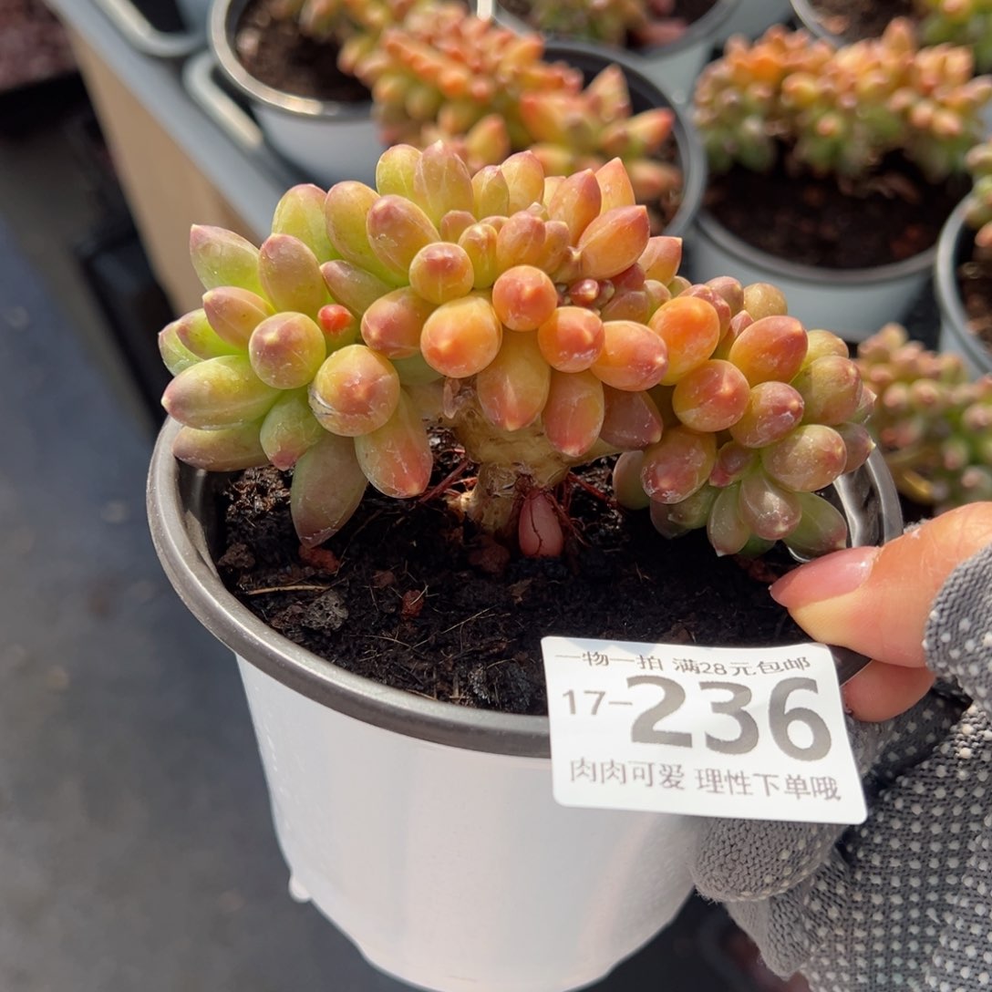 千代田缀化多肉单头多肉