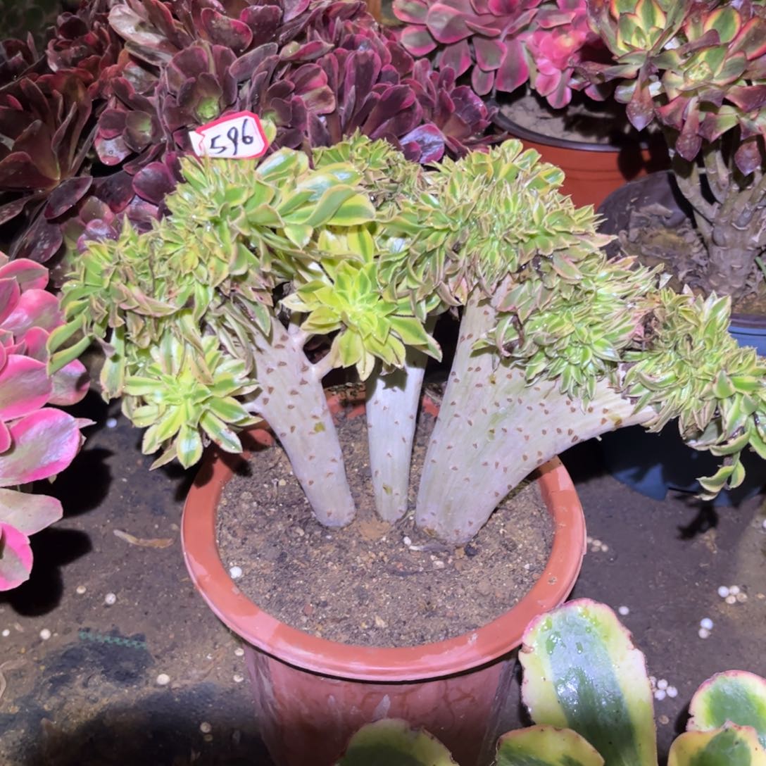 596多肉植物夕颜缀化