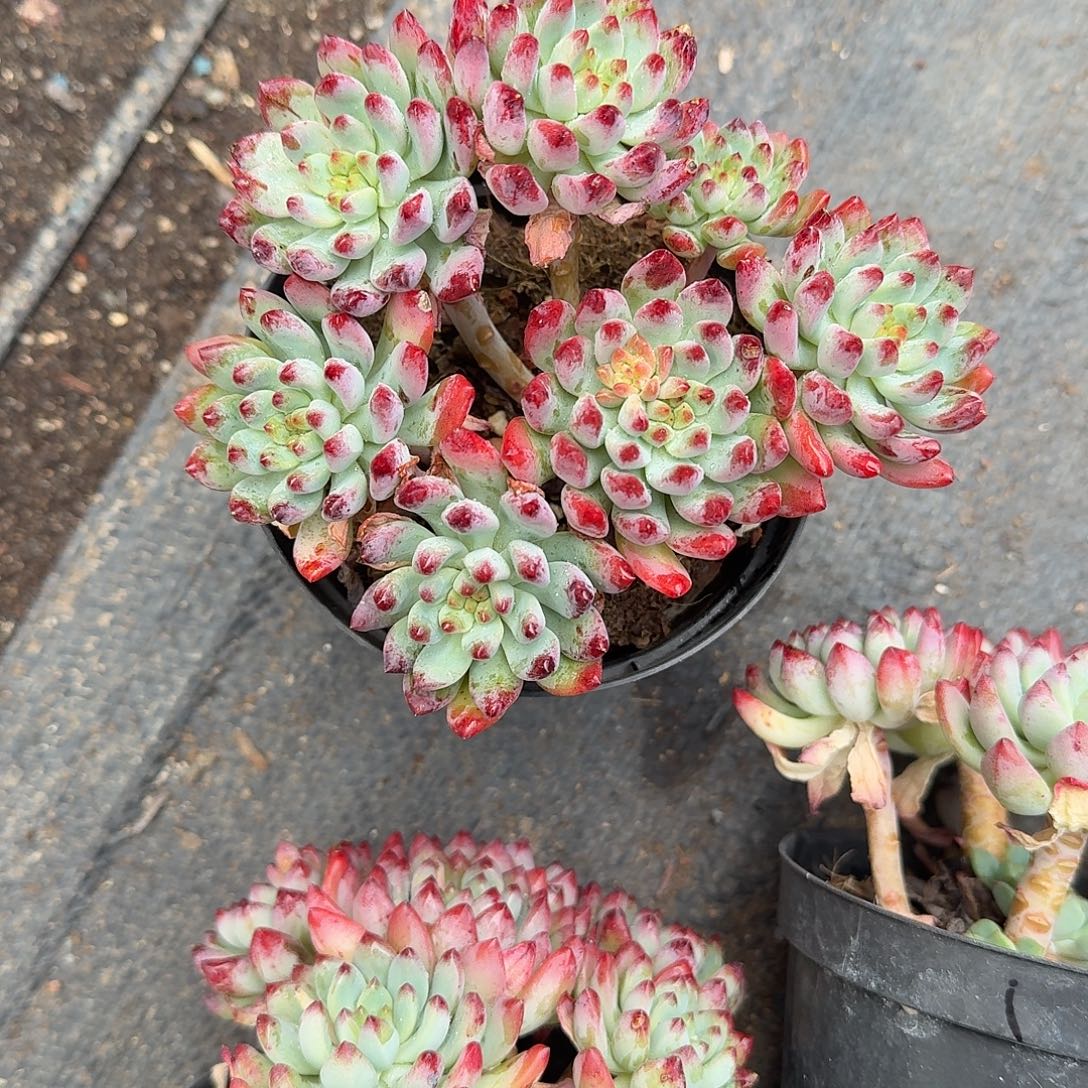 蓝苹果多肉植物精品
