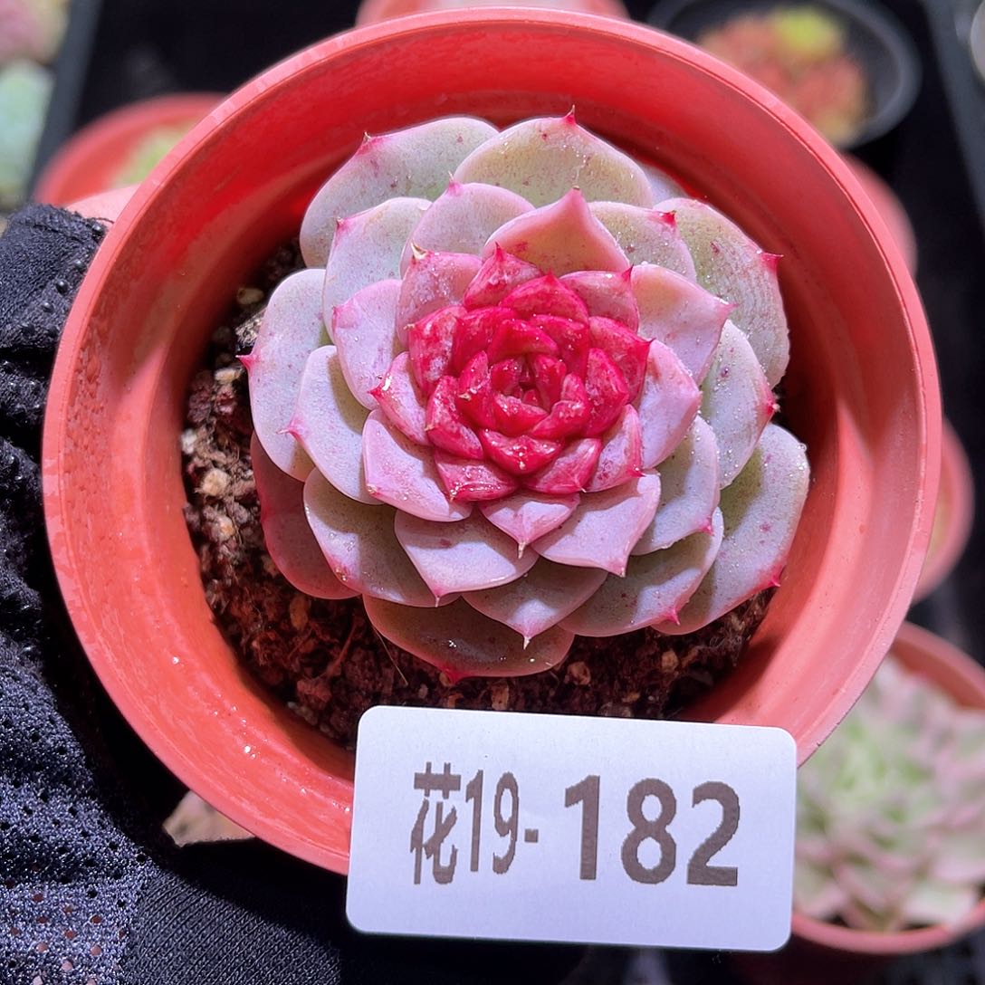 花利美19-182天鹅绒