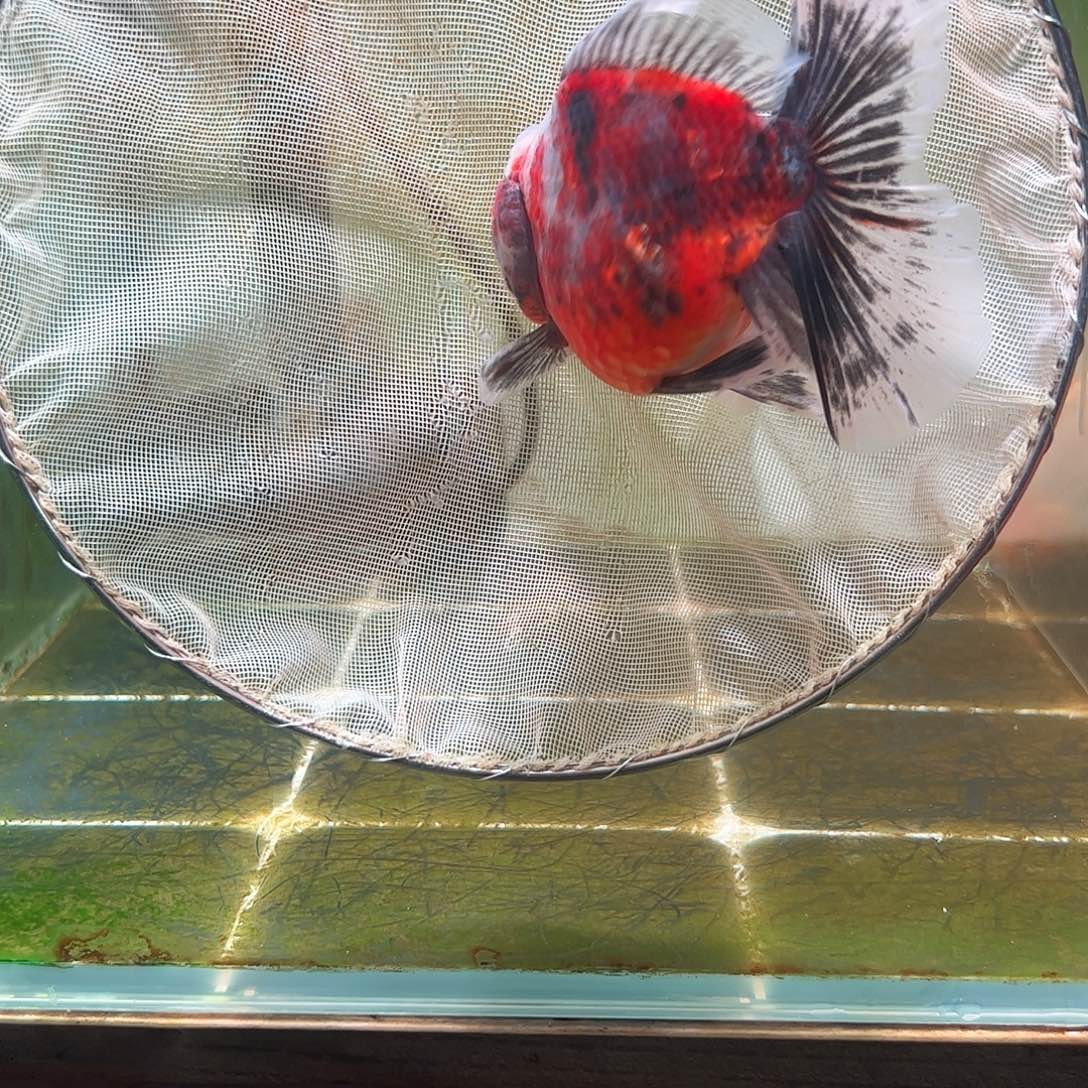 金鱼百褶泰狮亚成16