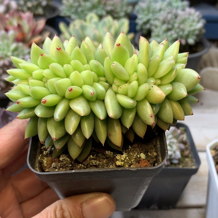 玉珠珍妮缀化量拍