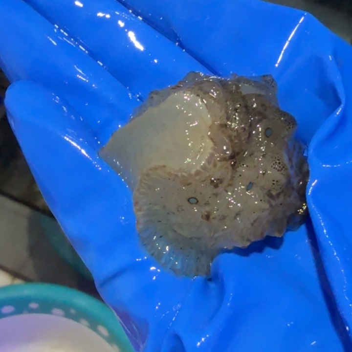 躺***平奶嘴海葵海猪11111