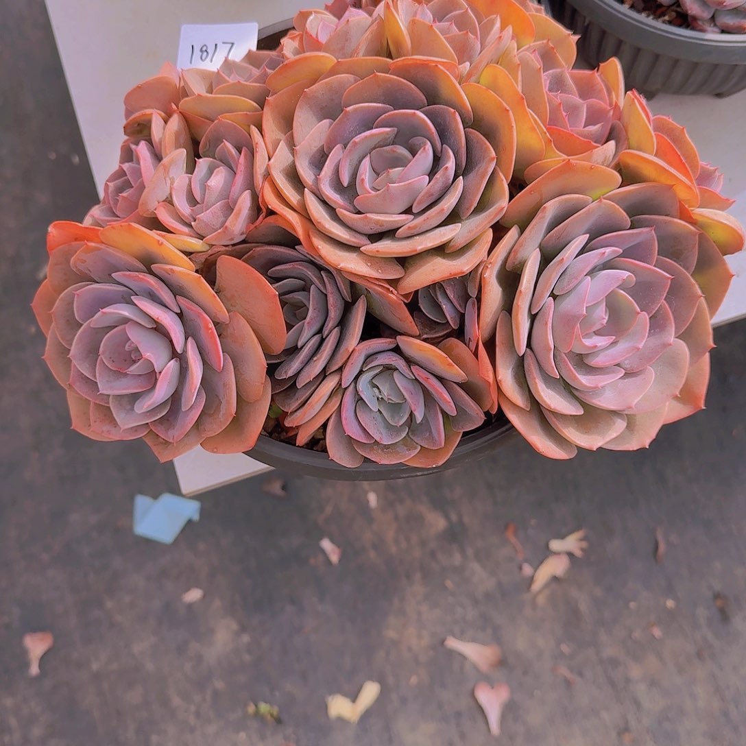 1817尘埃玫瑰多肉植物