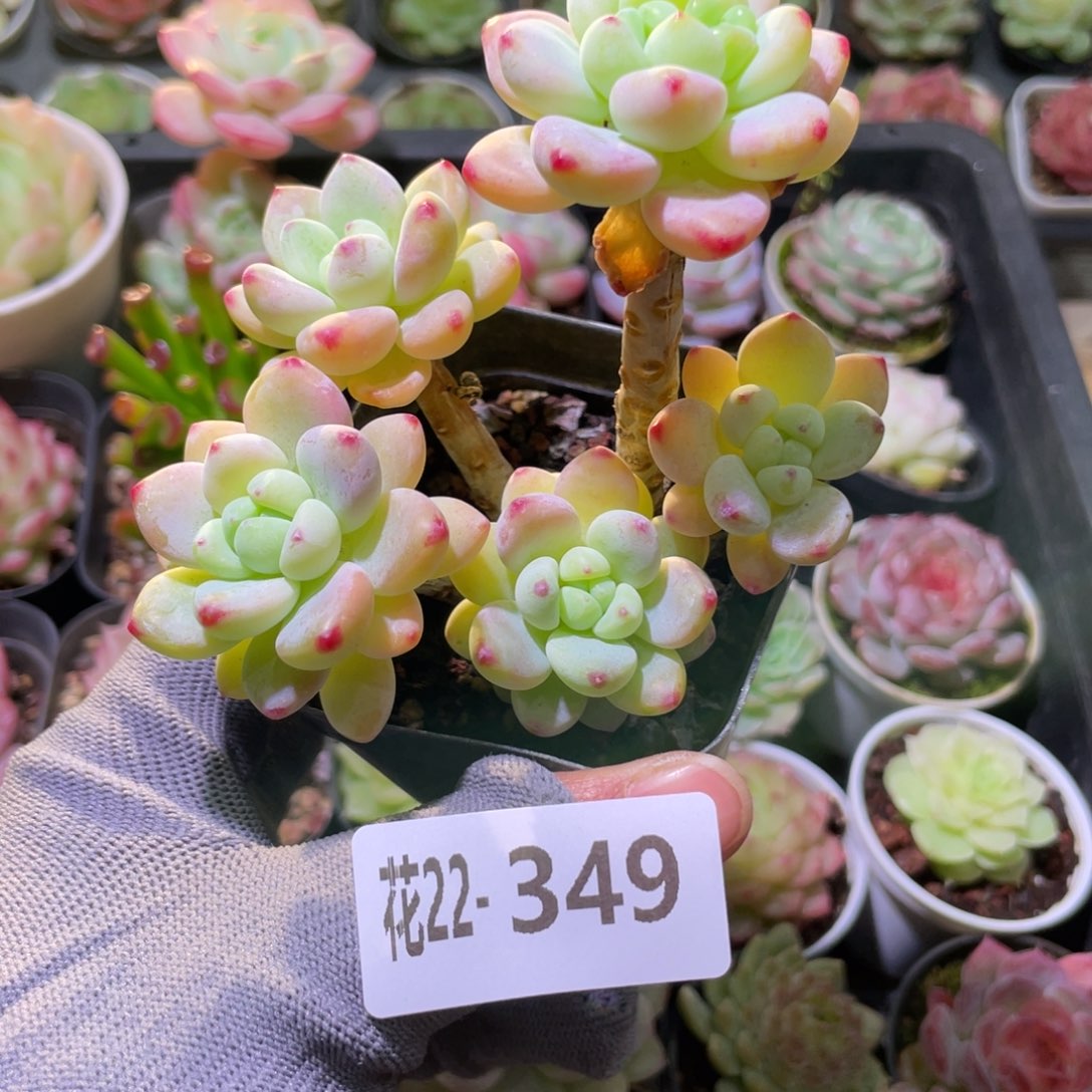 花利美22-349罗琦群