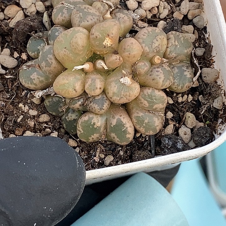 桃喜花园0207-33勋章