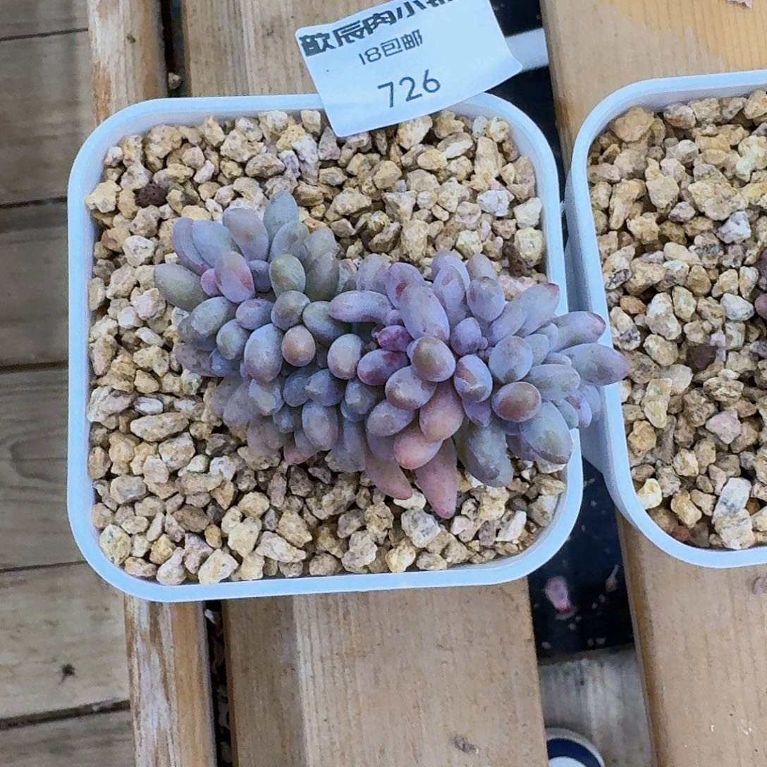 多肉植物汤圆缀已726