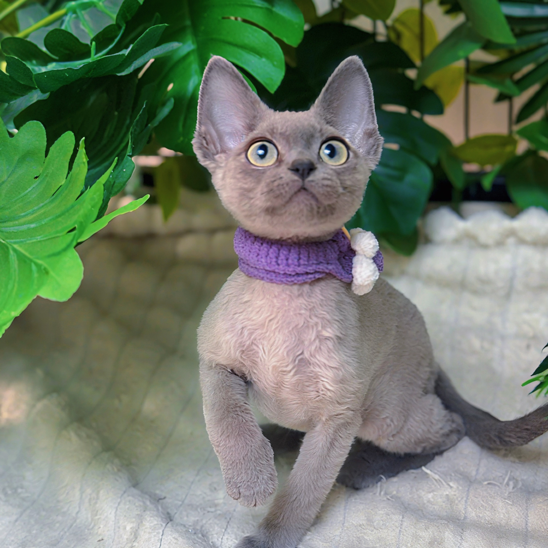 【珍猪家德文猫】浅蓝朋友1号（拍前咨询主播）