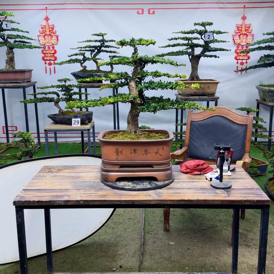 罗汉松罗汉松盆景