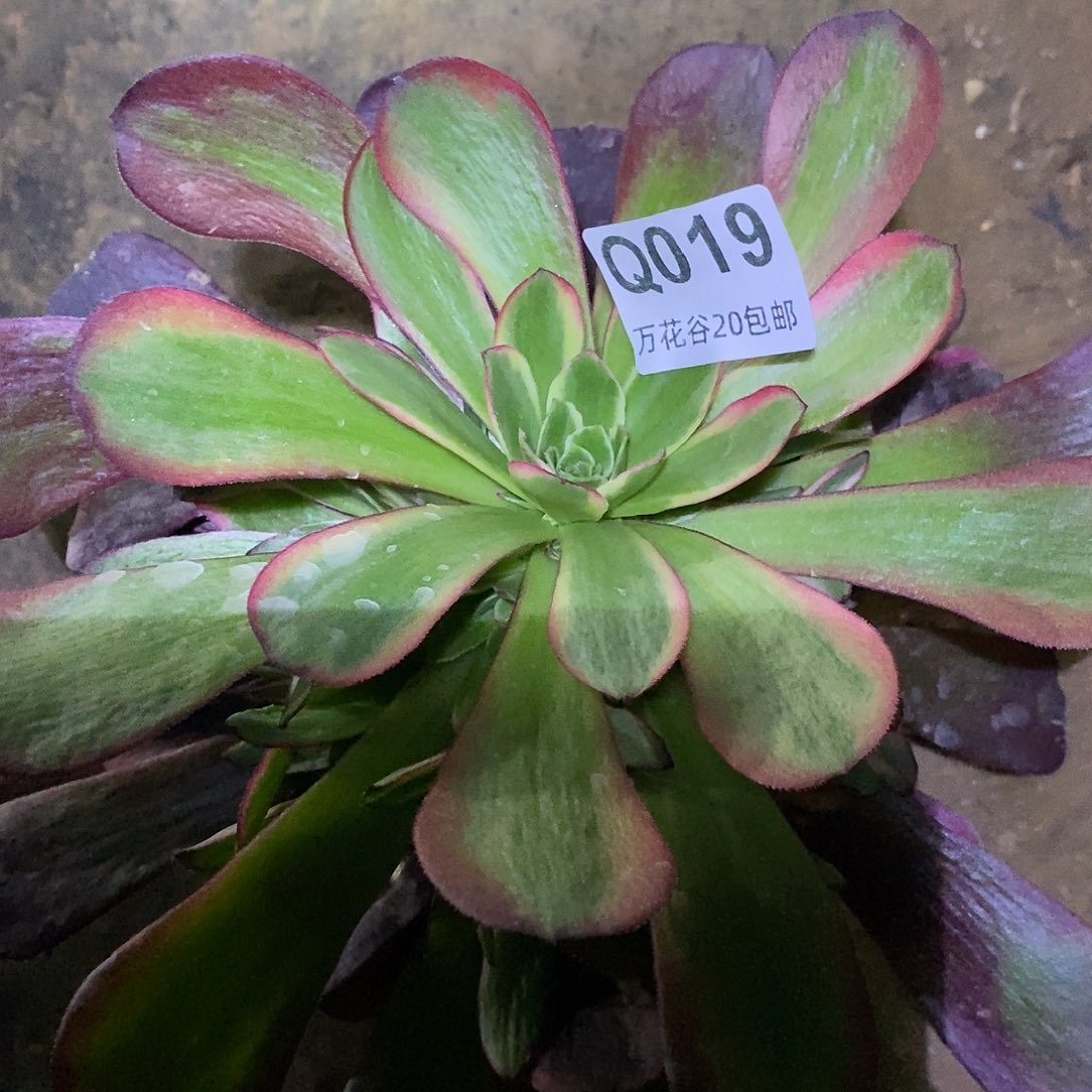 019爱神多肉植物