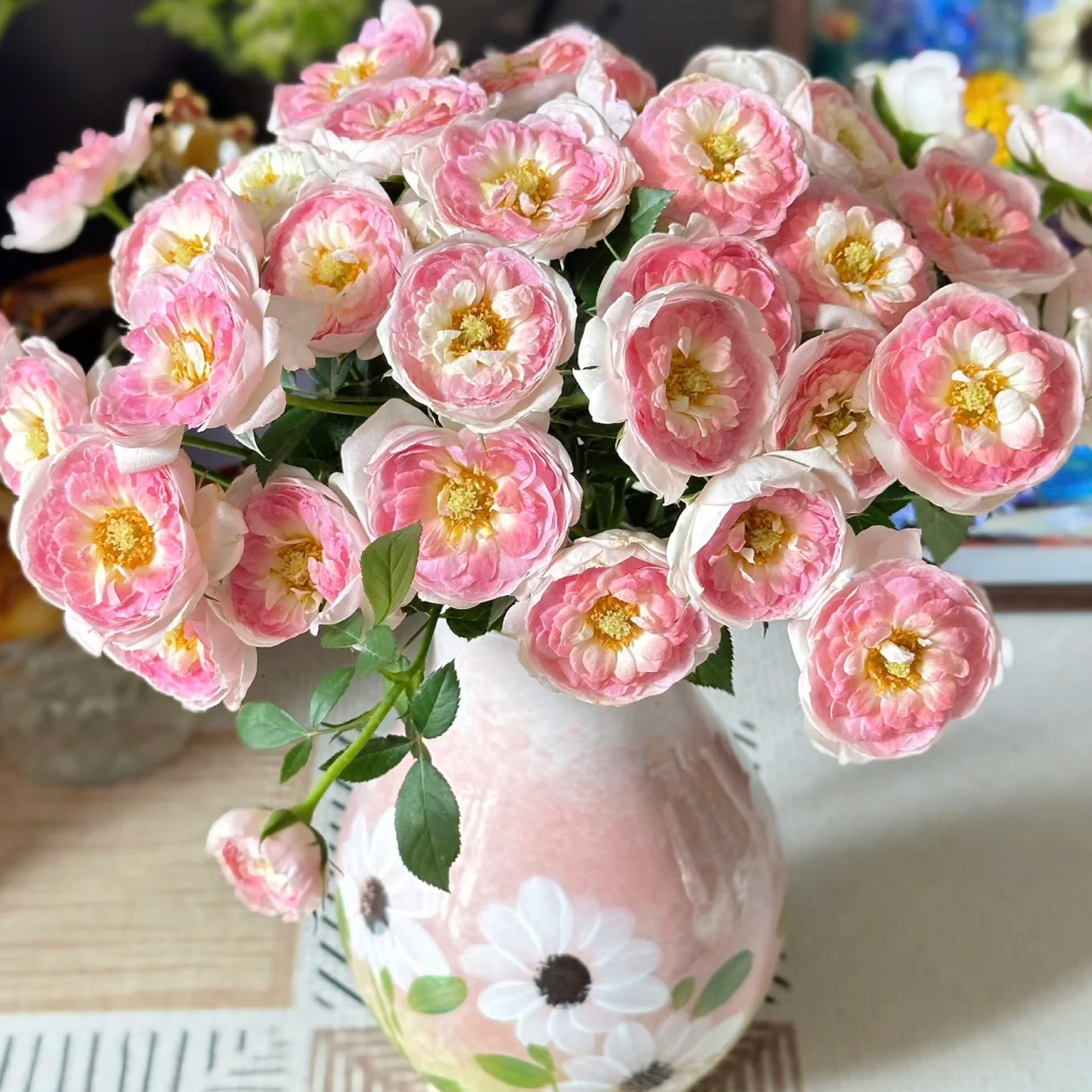 【青慕谷】鎏金誓言 任拍满三单顺丰空运包邮鲜切花10支装家居插花