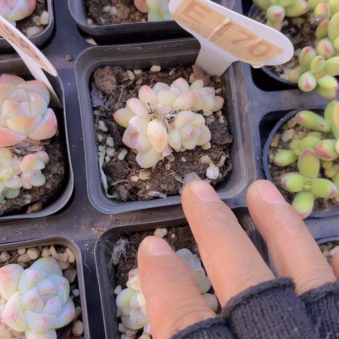 E170白底冰玉一物一拍