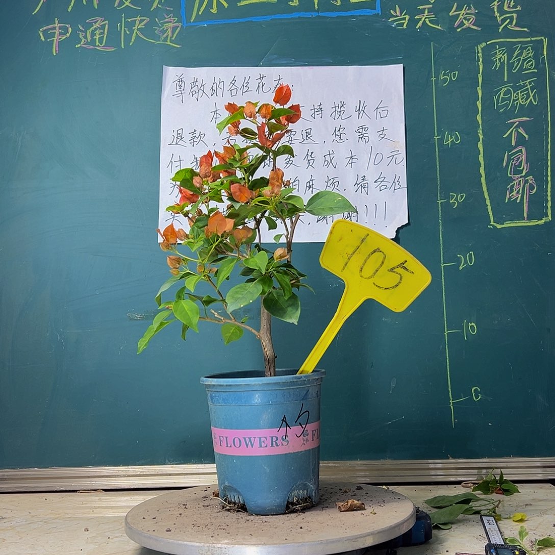 当前无花栽培后可以开花暗斑夕阳红有裂痕105