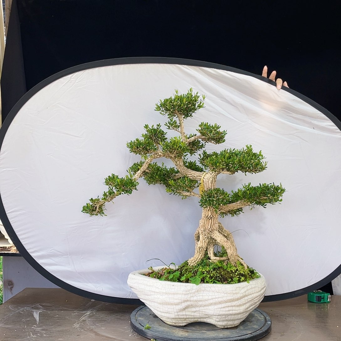 完全开放黄杨盆景四季常青