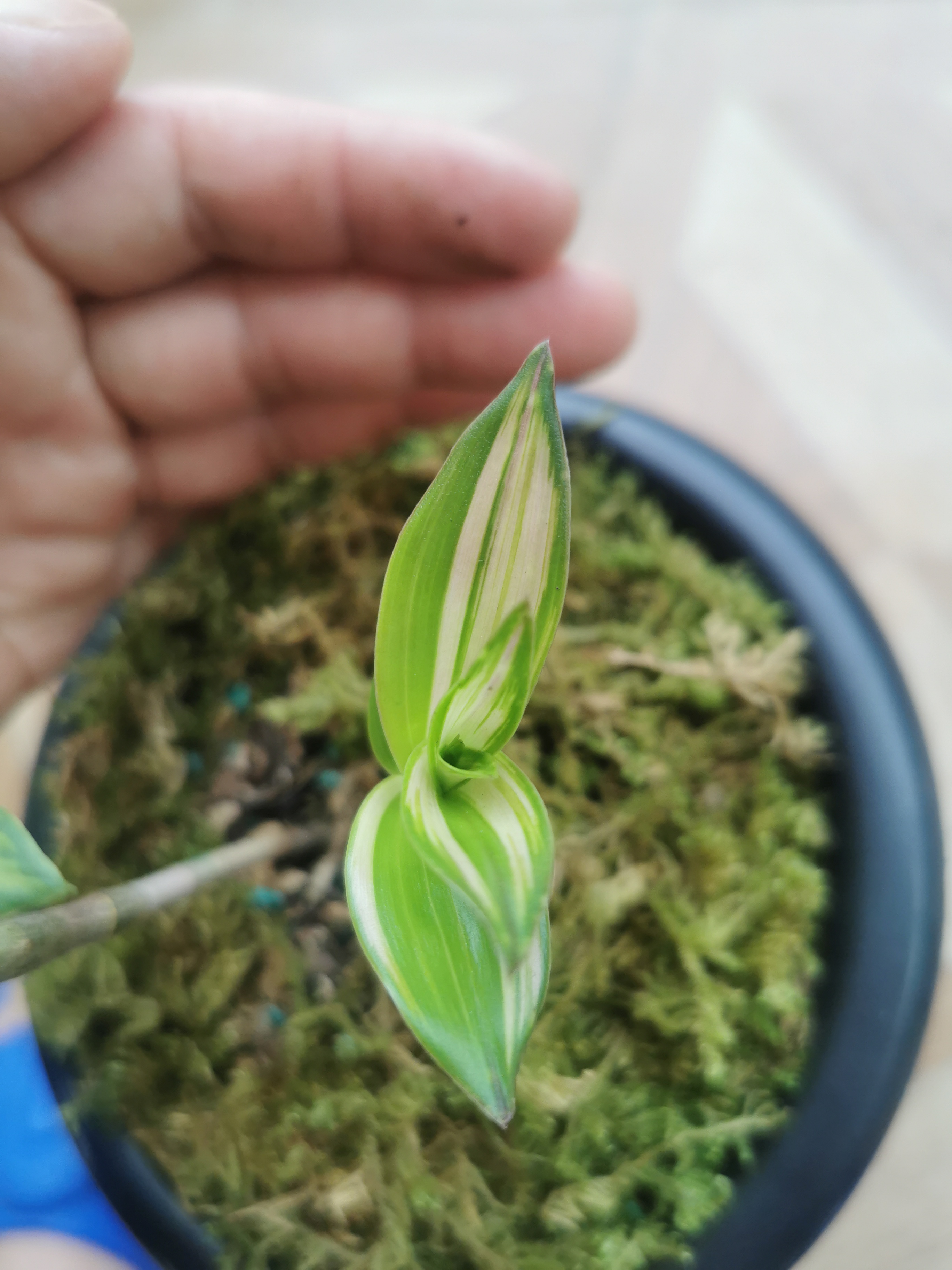 自然资源流苏先明后暗艺