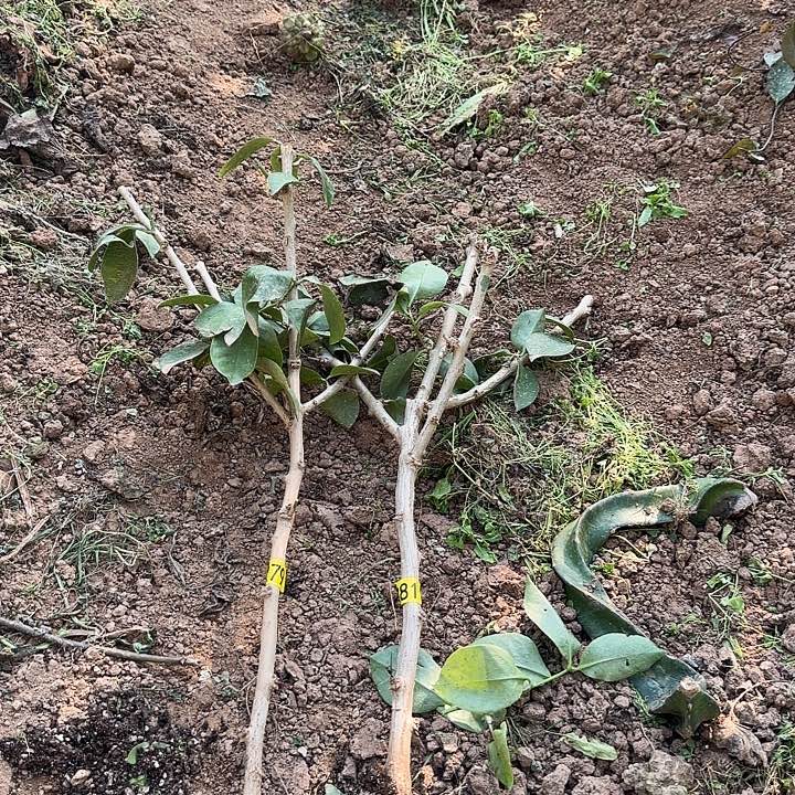 C***c279+281嫁接蟹爪兰：叶仙4分枝两颗