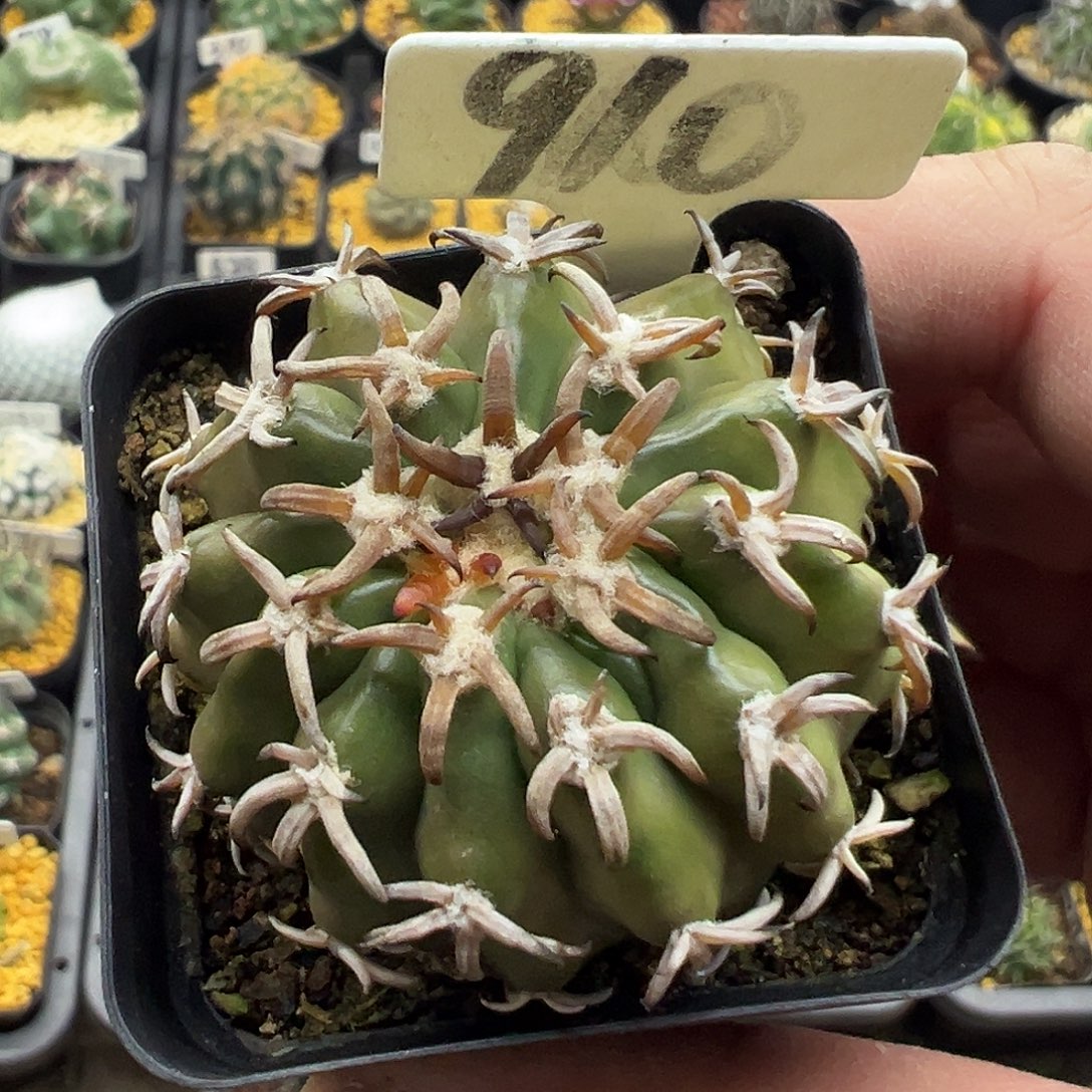 910猫爪圆盘玉实生KKK