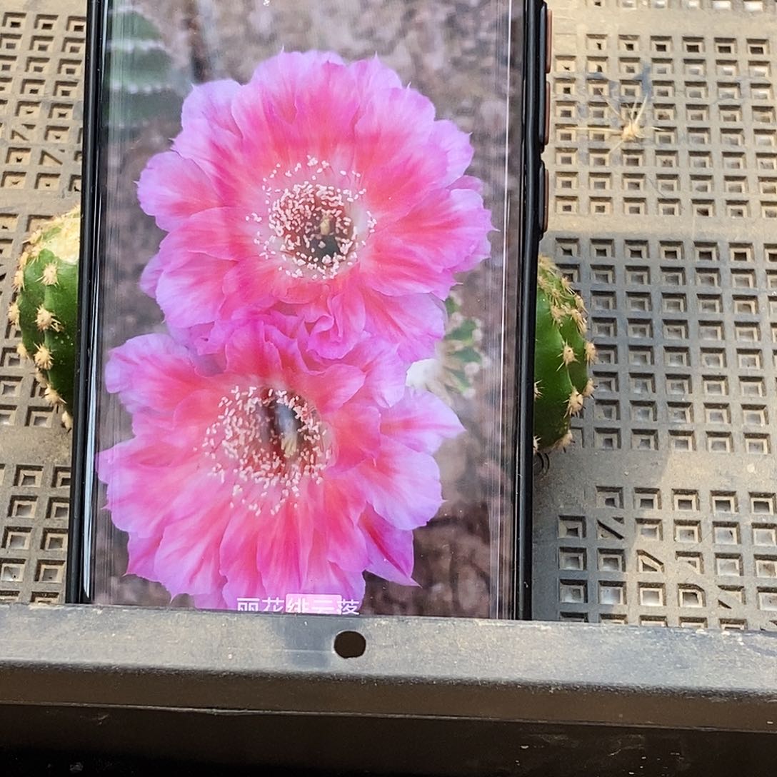 丽 绯云洛/侧芽歪20包邮/4公分 发2个