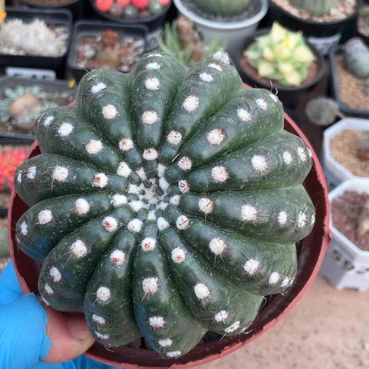 284超大炫美玉仙人球