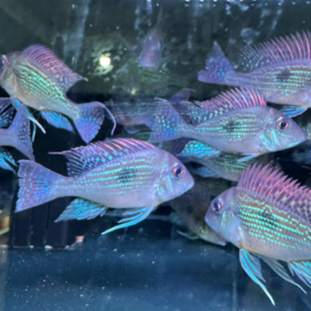 明天甄选｜斯威尼关刀鱼食土鲷鱼淡水鱼观赏鱼龙鱼配鱼热带鱼