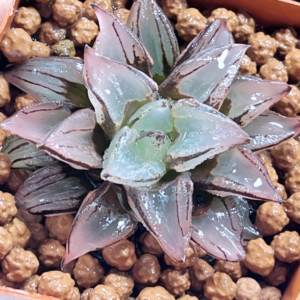 十二卷 火焰山 阳台办公室 新手高端多肉植物