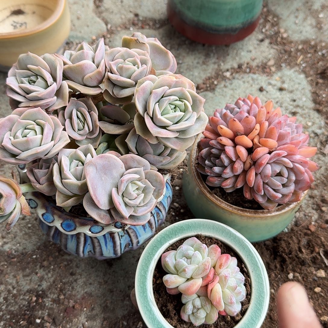 希***语三个花盆多肉以后