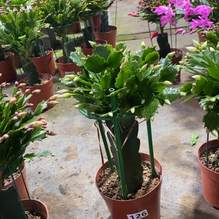 当前无花栽培后可以开花水*央126嫁接031