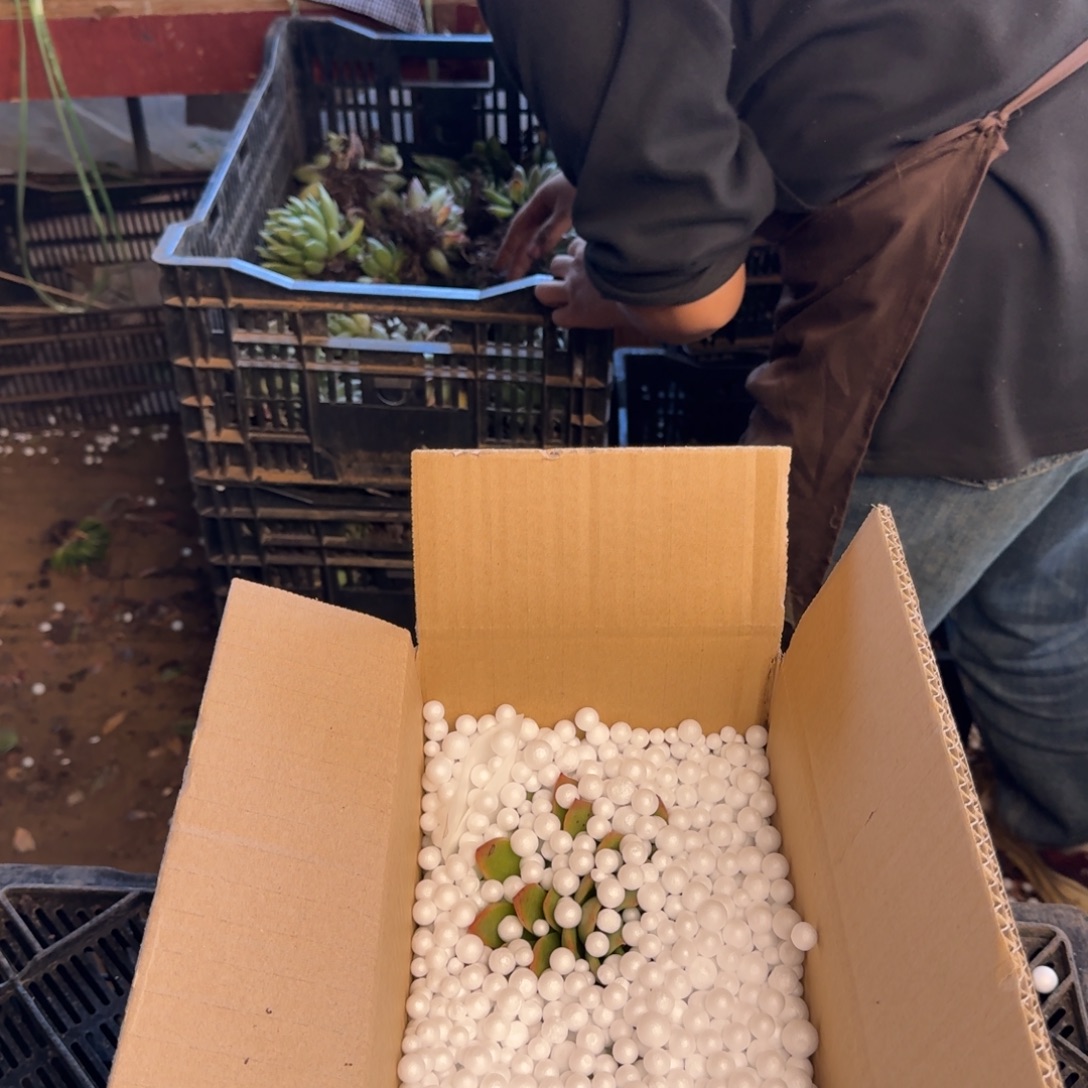 有***无缀化，多肉，7588嗯