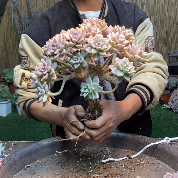 贾***J368 号淡雪多肉植物