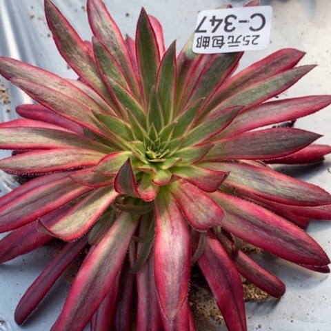 347朱雀满25包邮多肉