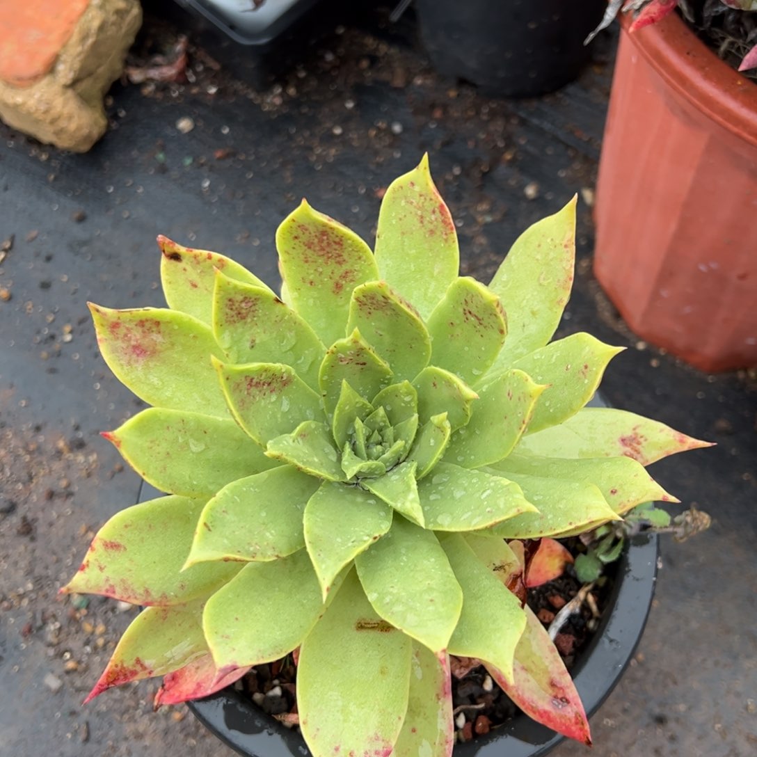 2933哈哈哈哈哈哈哈哈