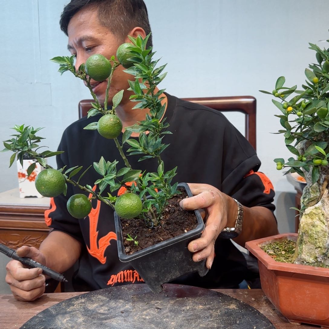 当前无花朵，栽培后可花朵淡*