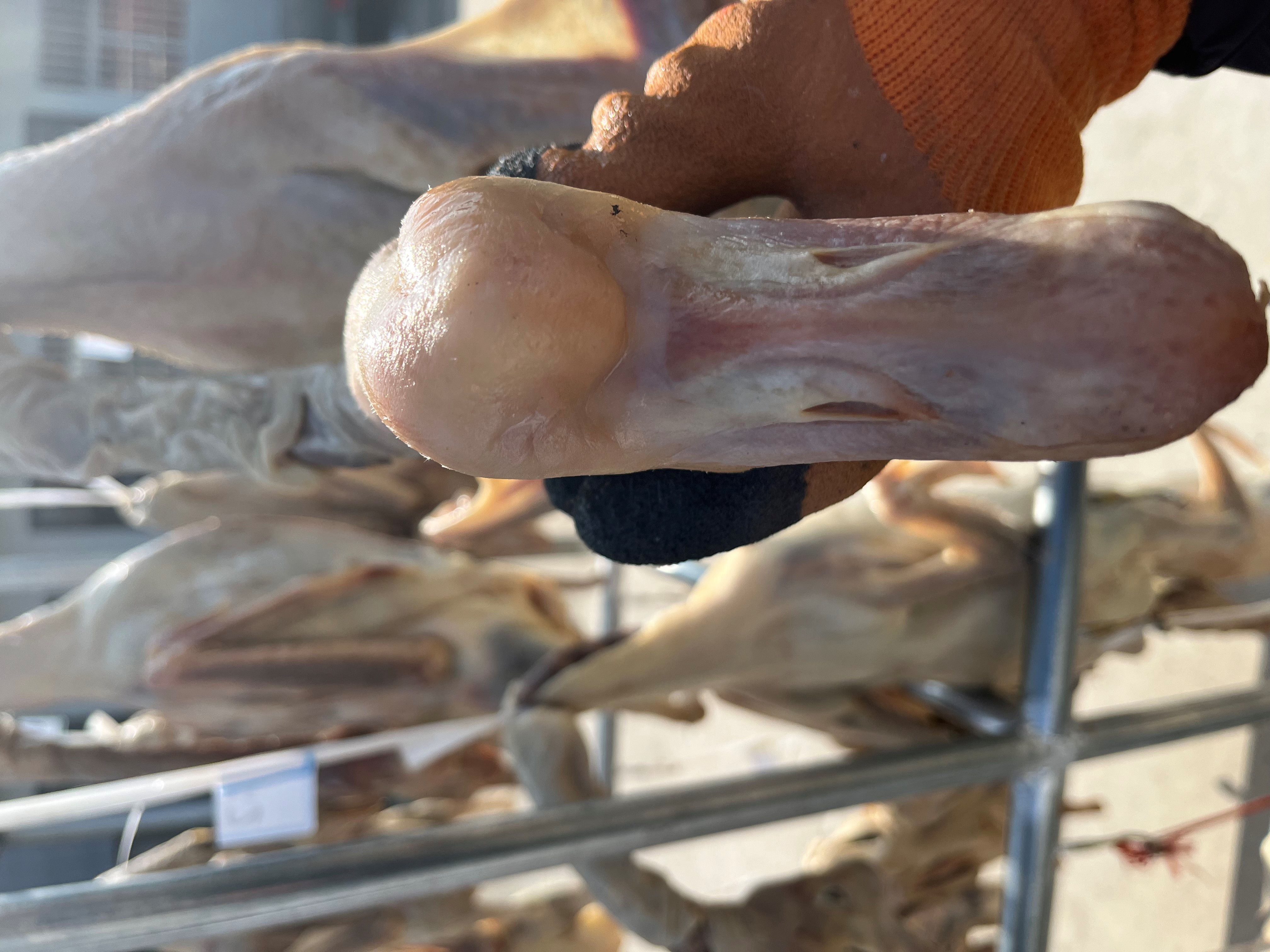 六安特产皖西大白鹅腊鹅咸鹅风干鹅农家散养笨鹅