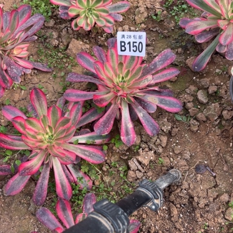 150美杜莎不包断枝