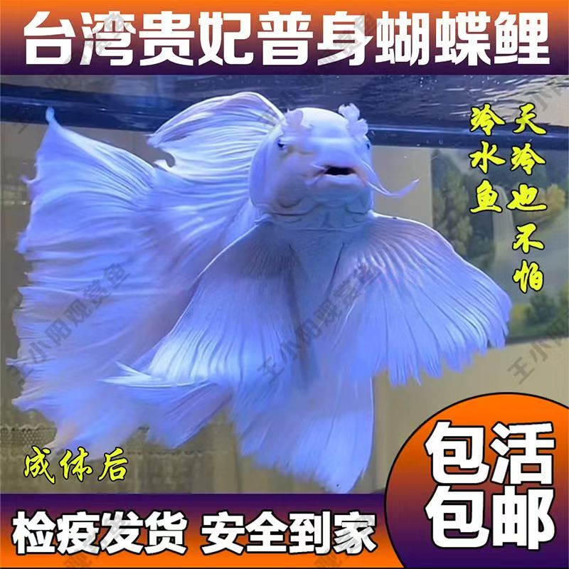 纯种台系蝴蝶鲤普身贵妃体石膏白大尾观赏鱼冷水好养混养养殖发货