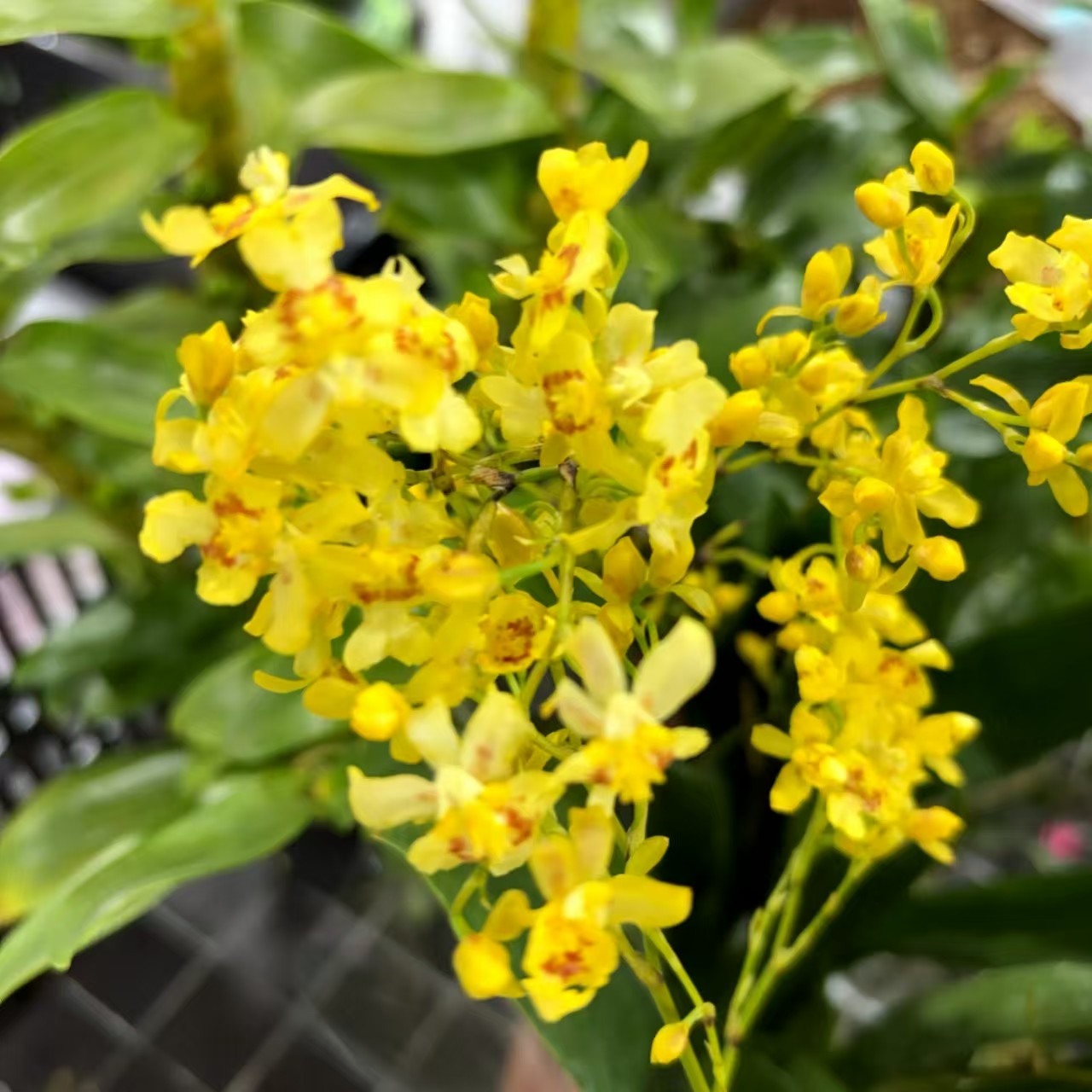 特价香宝贝 4支 (2盆)精致爆花带香味耐寒云南鲜花绿植