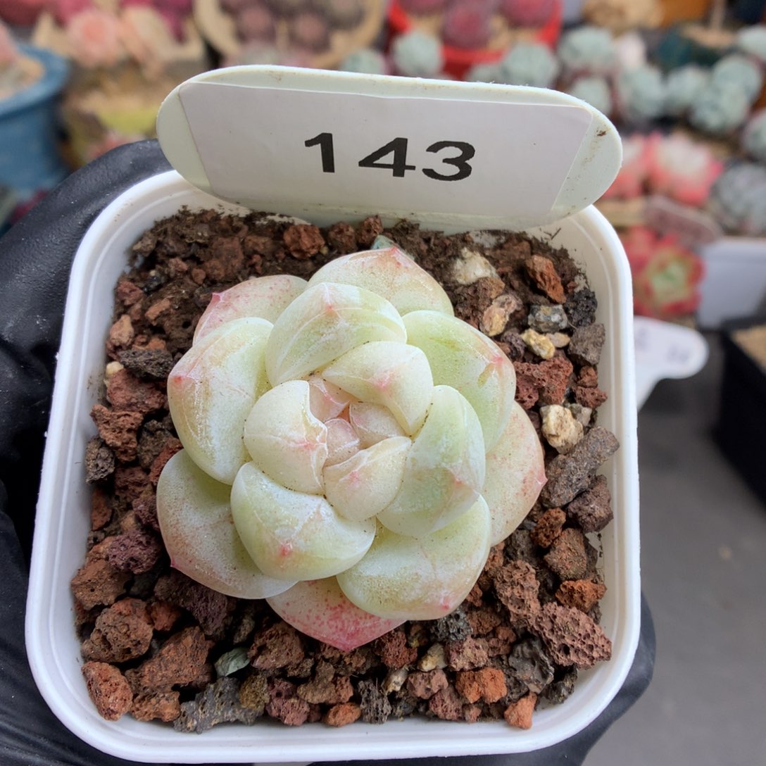 143 粉透心冰玉多肉