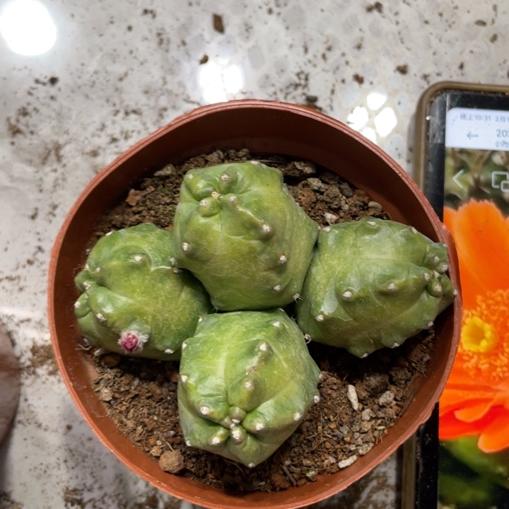 橙桃新品多头一物一拍118