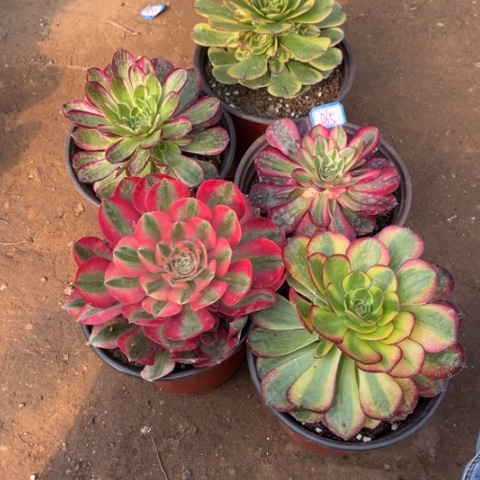 정*065多肉植物组合