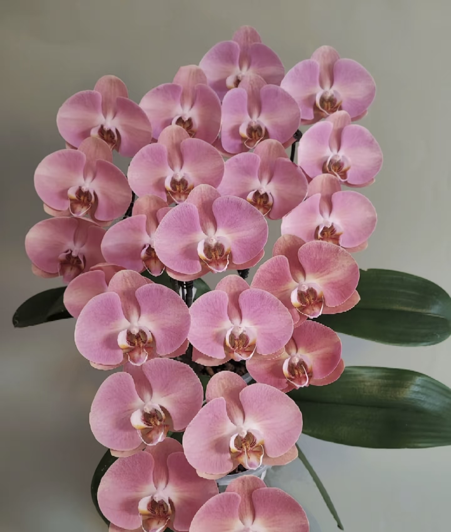 《大鲑鱼》蝴蝶兰3.5加高成熟苗不带花室内盆栽植物花期长基地直发