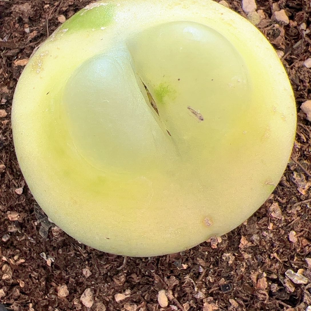 【闪购商品】367 女神节福利