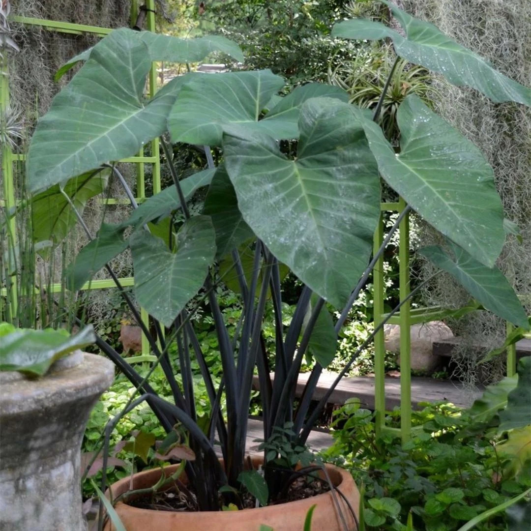 【一物一拍】懒人绿植紫芋盆栽客厅室内办公盆景绿植性价比观叶绿植