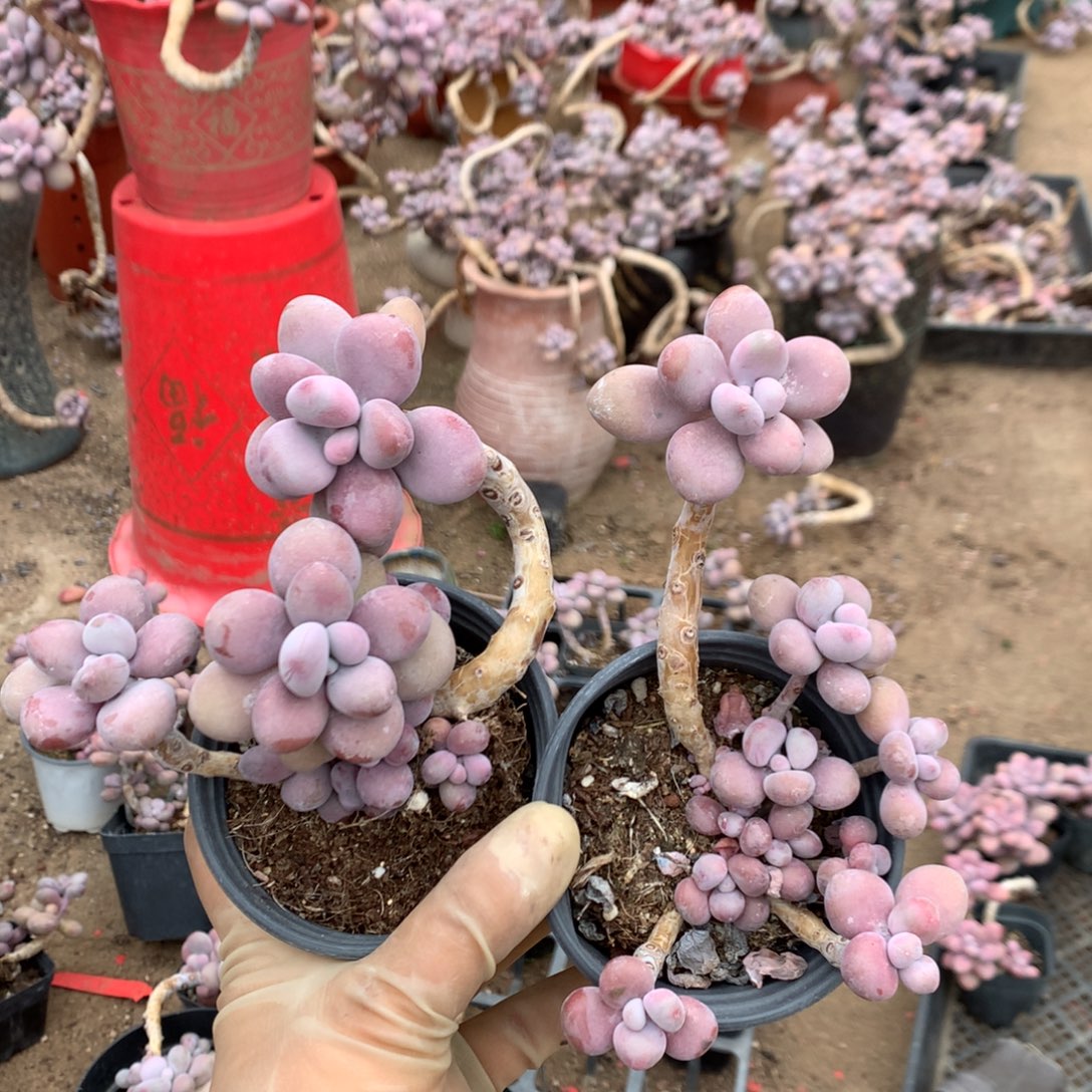 莱***装桃蛋老桩不带盆44号