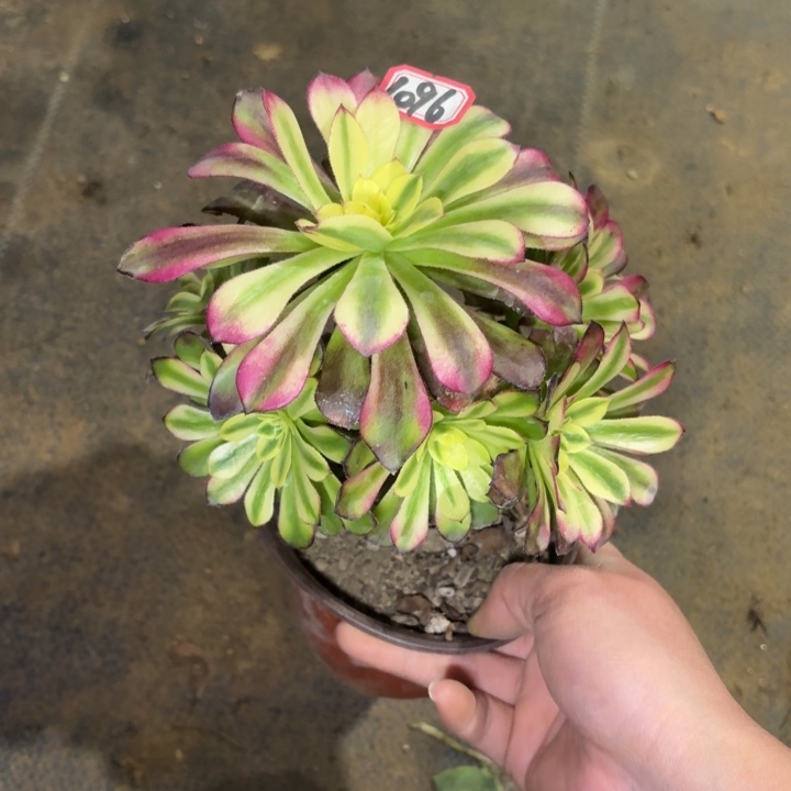 一物一拍铜雀台1096