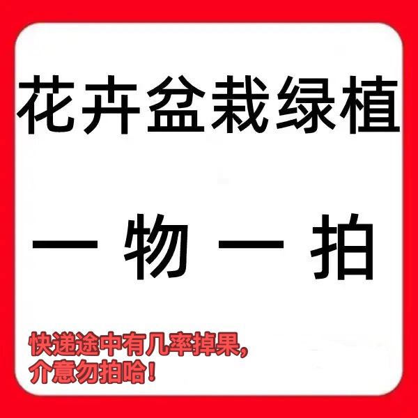 火棘吉祥果运输途中有几率掉果，不包掉果介意可升级木架发货