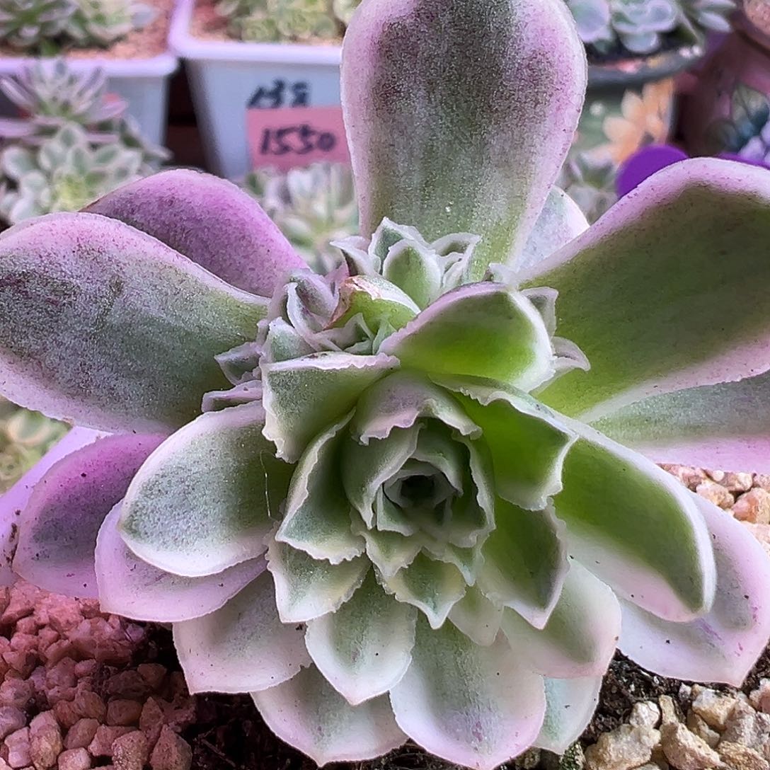 山地玫瑰锦秋夕034号